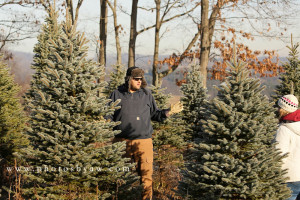 christmas tree field