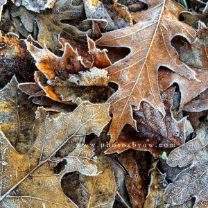 fall leave frost