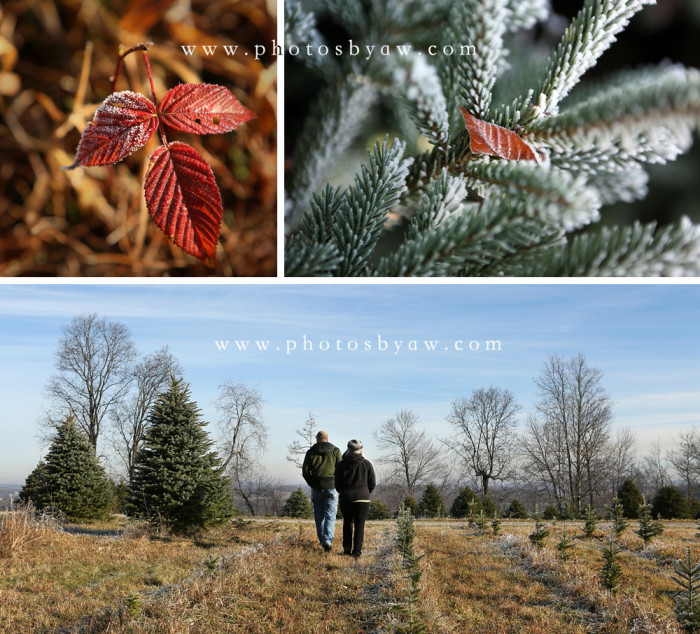 indiana PA christmas tree farm Photos by Amanda Wilson